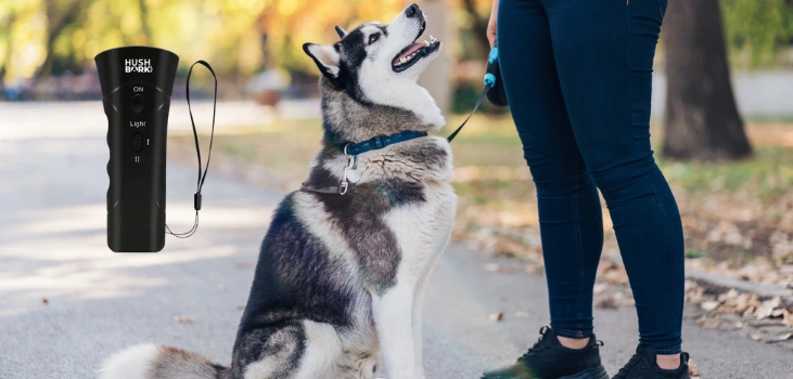 Hushbark dog at park with lease